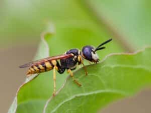 5 Plants That Repel Wasps: Your Ultimate Guide to Wasp-Free Gardens
