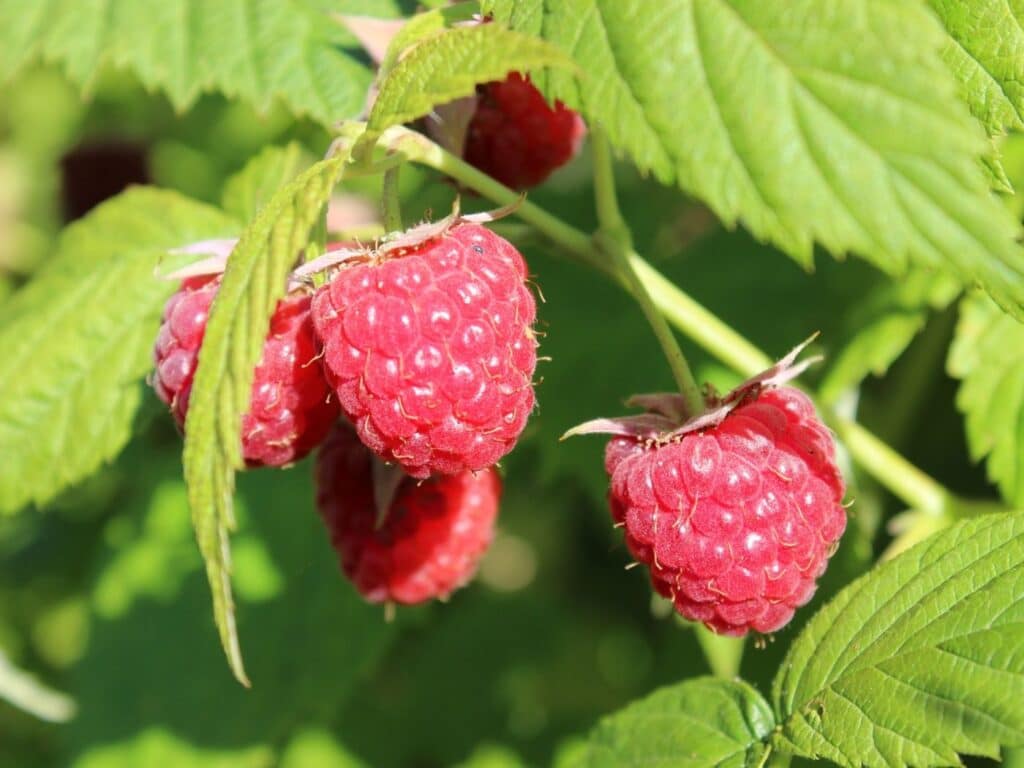 raspberry leaves turning yellow