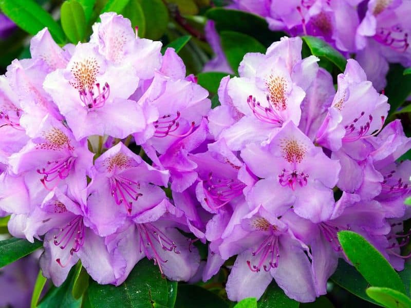 rhododendron flowers plant blossom