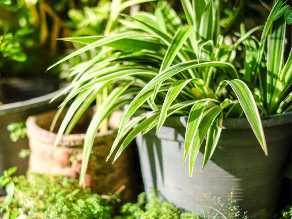 spider plant leaves turning yellow