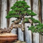 main bonsai tree growth stages