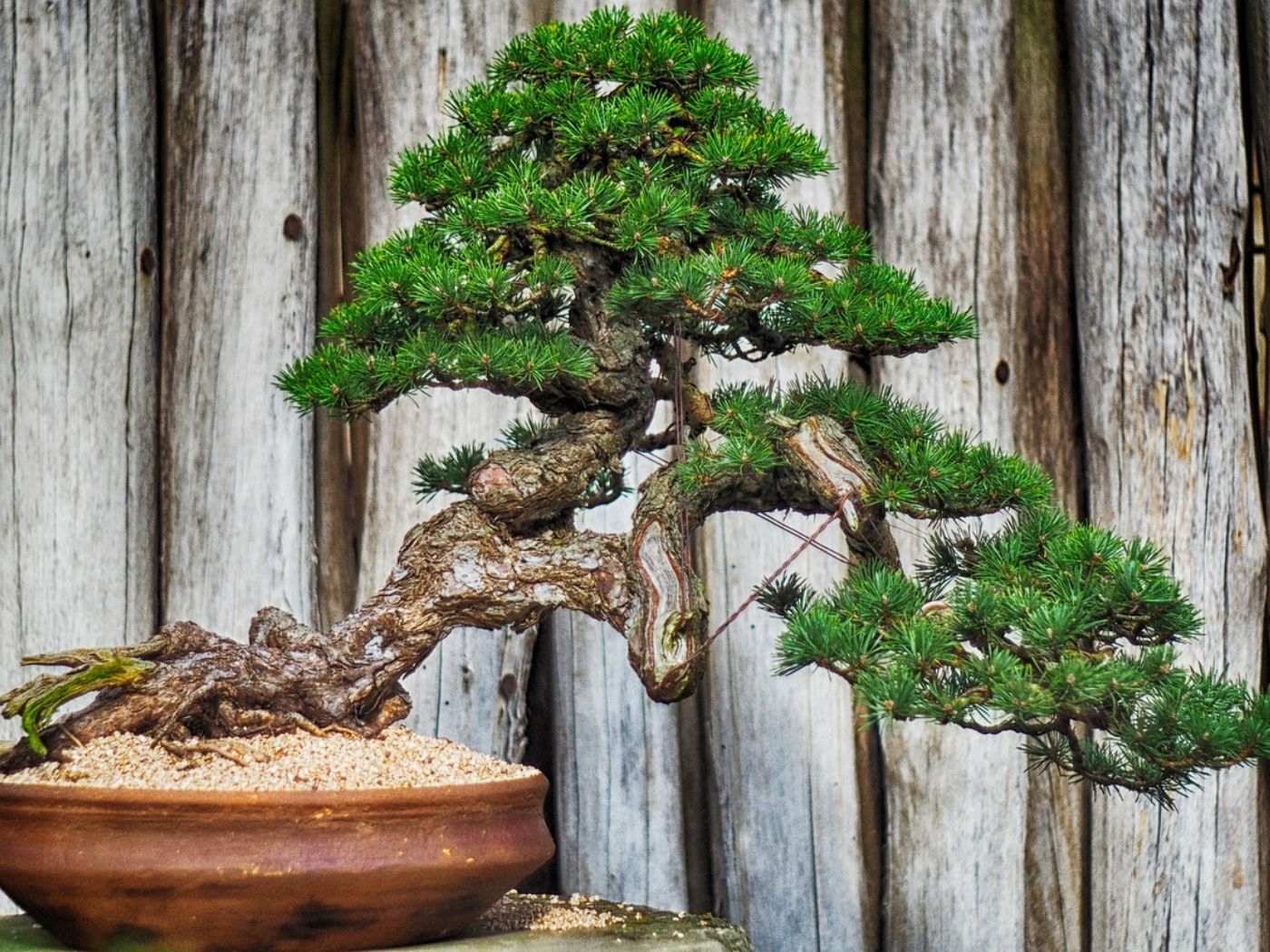 The Main Bonsai Tree Growth Stages | Florgeous