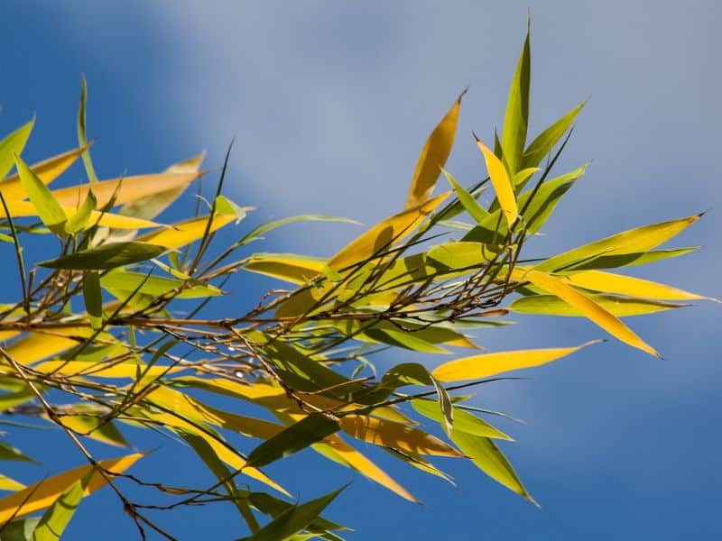 Bamboo Leaves Turning Yellow? Causes and Seasonal Care Tips | Florgeous