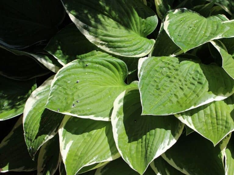Hosta Leaves Turning Yellow: Causes, Solutions and Prevention Tips