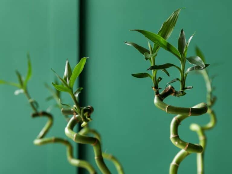 Lucky Bamboo Leaves Turning Yellow Proven Tips To Revive Your Plant