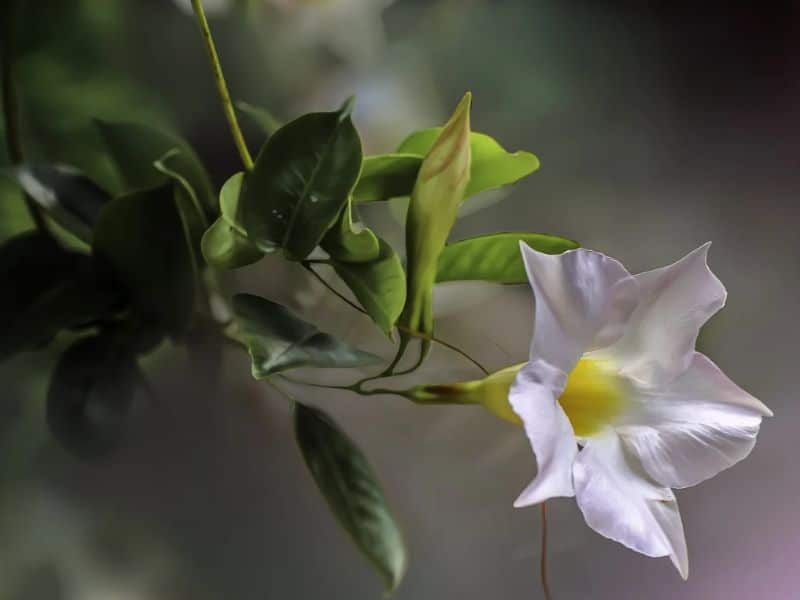 mandevilla leaves turning yellow