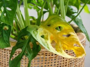 Swiss Cheese Plant Yellow Leaves: Causes and Cures | Florgeous