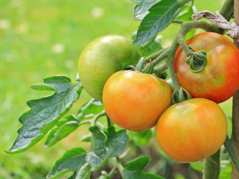 Overwatered Tomato Plant: Signs, Prevention, and Rescue Tips | Florgeous