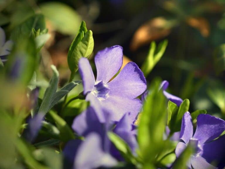 Vinca Leaves Turning Yellow? Care Tips for Vibrant Growth