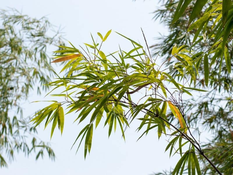 Bamboo Leaves Turning Yellow? Causes and Seasonal Care Tips