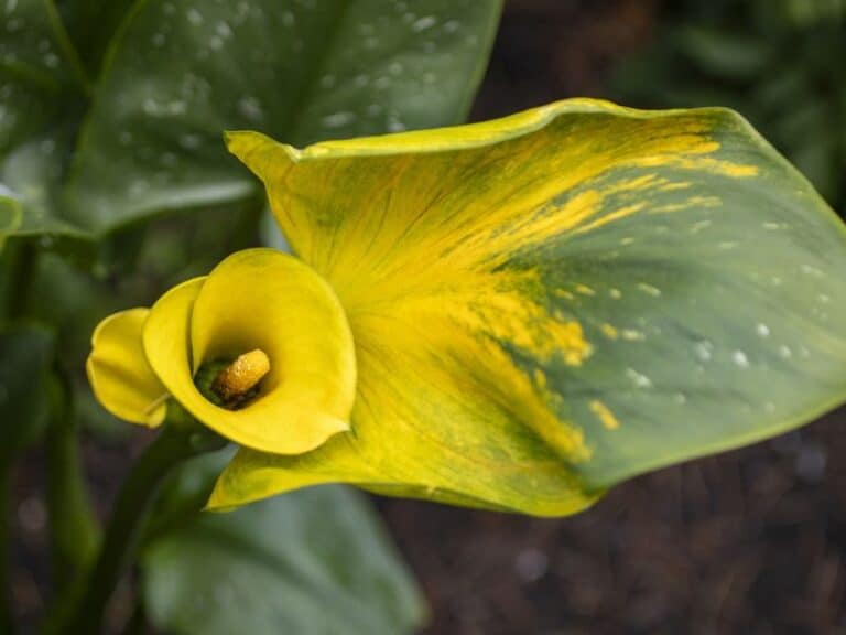 Leaves Turning Yellow During Flowering Causes and Prevention