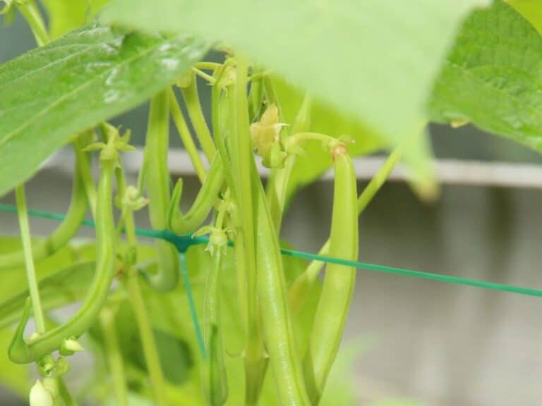 Green Bean Leaves Turning Yellow Causes, Effects, and Solutions