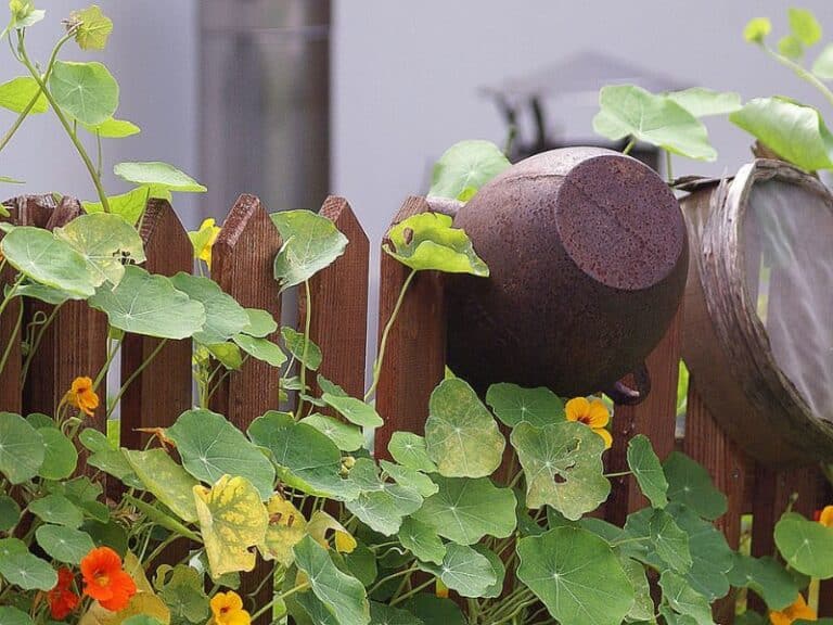 Nasturtium Leaves Turning Yellow Causes and Solutions