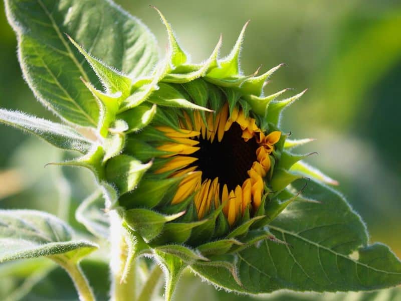 Sunflower leaves turning yellow causes control and prevention tips