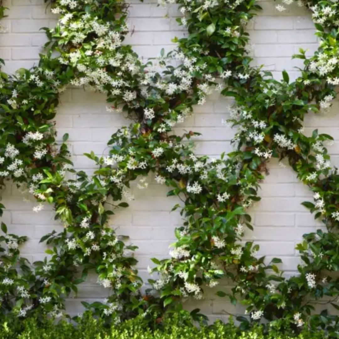 7 Privacy Trellis: Transform Your Outdoor Space with Style and Enhanced ...